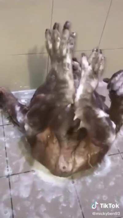 Me gustaría ser así de feliz