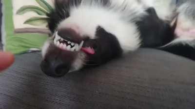 Clyde the border collie