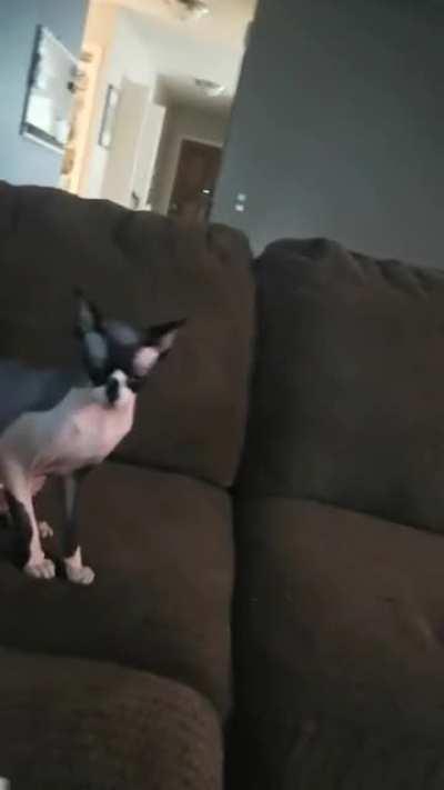 My sphynx bullying my sleeping sheepdog