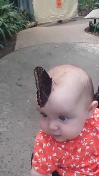 I'm a beautiful butterfly!