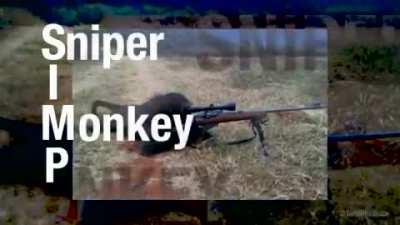 Yes im a simp sniper i monky p sniper it monky pls