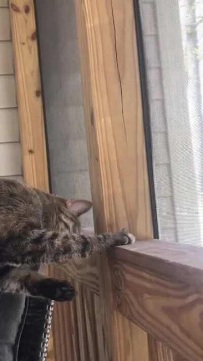 Bug taps