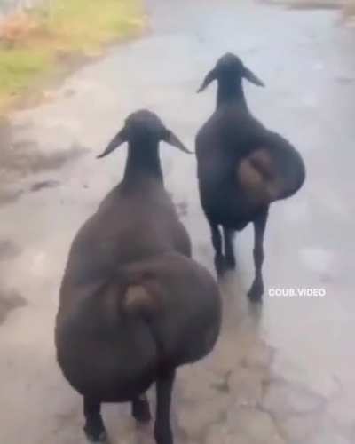 This goats remind me of tiny