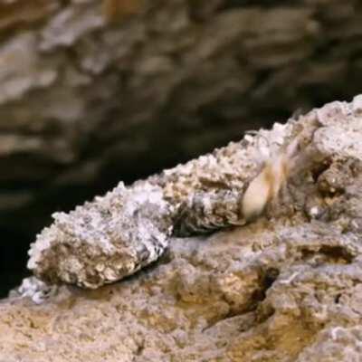 Нет, это не паук. Рогатая гадюка (Pseudocerastes urarachnoides) имеет уникальный кончик хвоста, похожий на паука, размахивая им она подманивает насекомоядных птиц и убивает их.