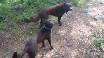 Jackson, Cash, and X staying still on command, before getting the signal they're free to go. Bred to herd, they've been taught to freeze while controlling sheep movements
