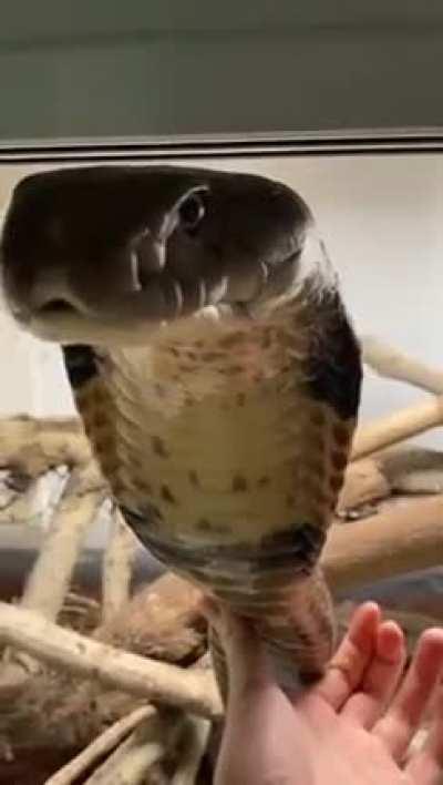 King Kobra approaches the cameraman.