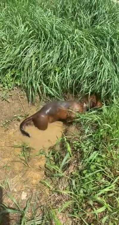 He thinks that he’s a little pig 🐷 🤣