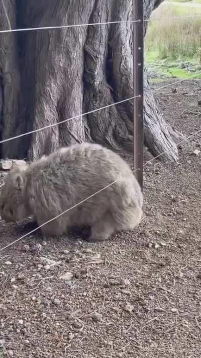 self back scratching