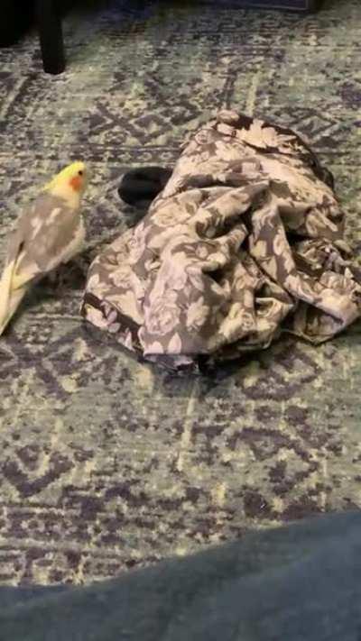 When I take his favorite shirt off and leave it on the floor, he does this (sound on!):