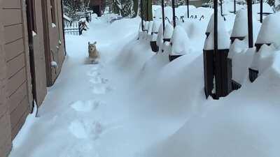 Rare golden land dolphin