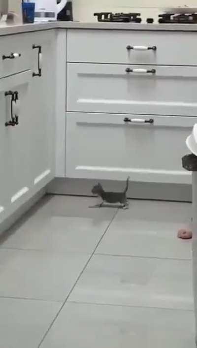 The world's most adorable attempt