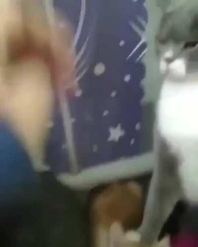 Absolute Unit of a Bully