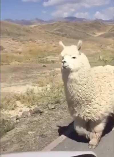 🔥 Surprise encounter with this chonky boi