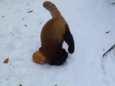 Pumpkin brutally defeats red panda