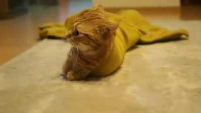 I am become... Catsnake.