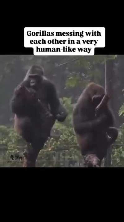 Siblings.. they're the same in every species!😂