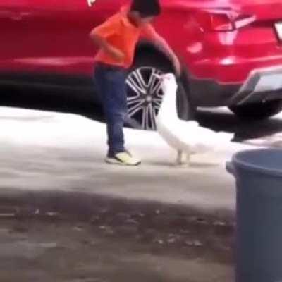 Duck, Duck, Goosed...