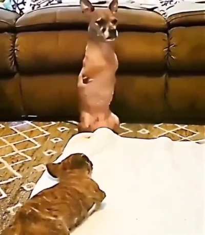 This disabled dog was spotted while trying to teach a pup with its same problem how to stand up on its own.