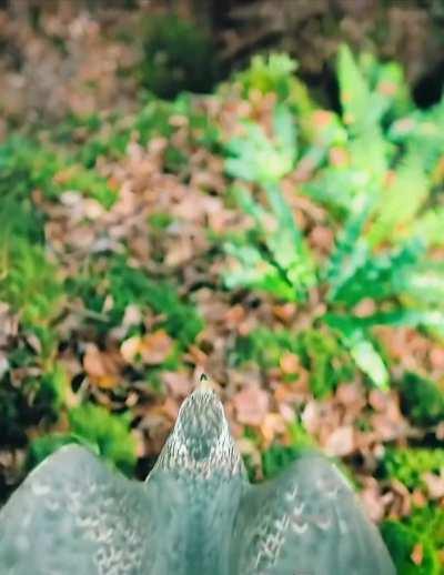 🔥 The agile Goshawk