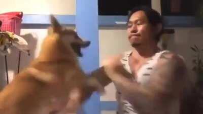 Kung Fu Corgi