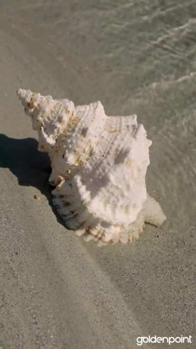 New Reel from Goldenpoint 