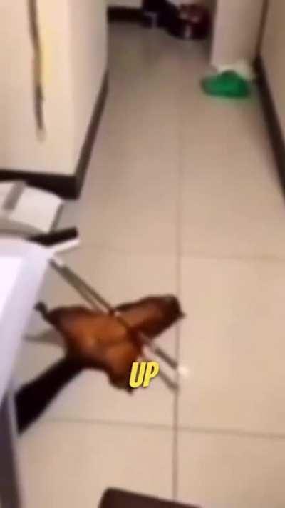 Squirrel fakes it’s own death and stages a crime scene