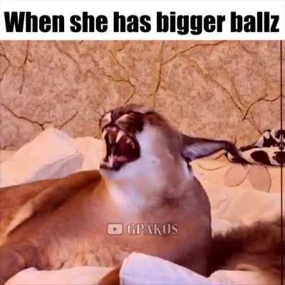 Floppa despair :c *tweerks*