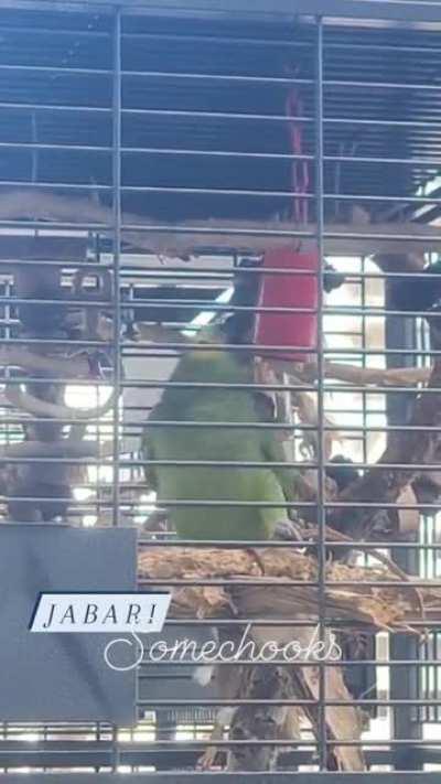 Rocky BalboAAAAAAAAAAAAAAAAAAAA