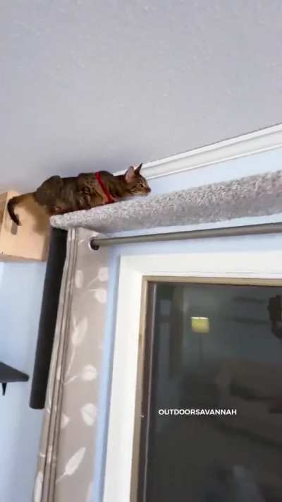 PTCM for following the zoomies of this fur baby 