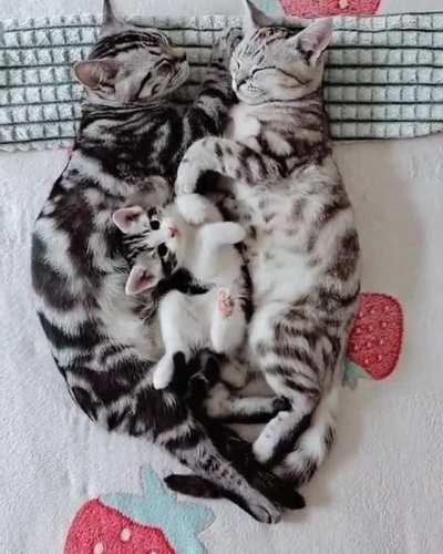 Mommy, daddy, wake up!