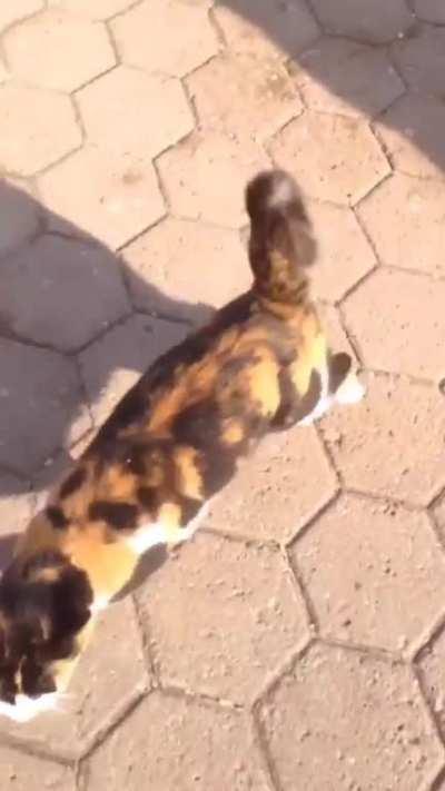 Cat sees his friend after a long time