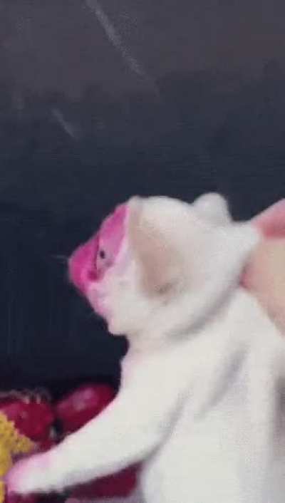 EVIL and MALICIOUS wunk