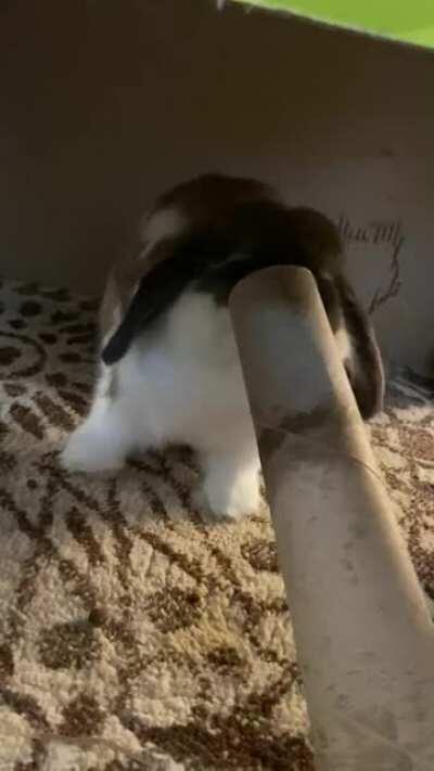 A quick demo on how to defeat a paper towel roll core.