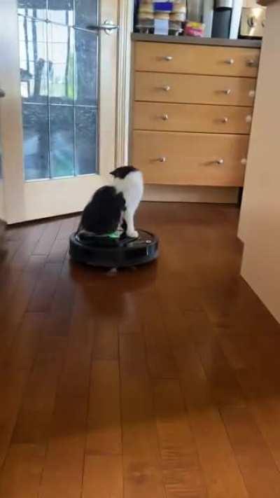 This is Louie, he turns on the robot vacuum and rides it around when he’s bored!