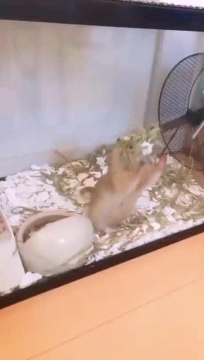 Doing a back flip and applauding itself