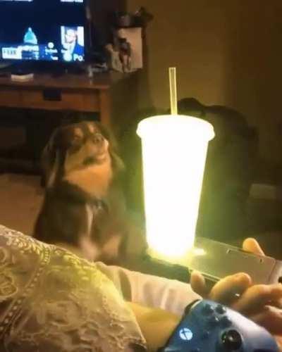 A dog becomes a believer