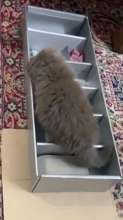 So Mishti has spent most of the day today playing in this box of wine glasses 😻🤩😋