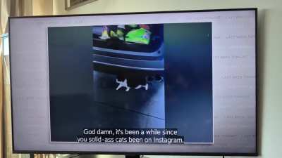 Now This: Stone Cold Steve Austin loves his solid ass cats