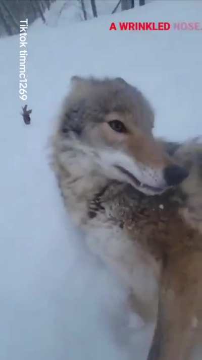 Pretty sure this is how it happened many thousands of years ago.