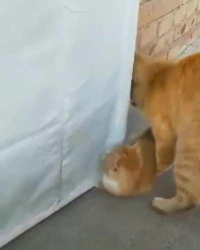 Mother opening a door for kitty