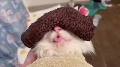 My cat got a cold and the vet recommended a warm compress for his eyes. I think he’s enjoying his spa time.