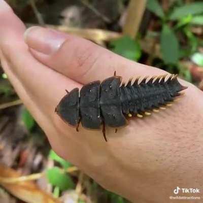 Not OC but I just found out that trilobite beetles exist and thought I’d share