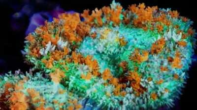 The colours of this coral reef
