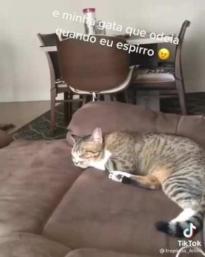 ela não gosta de espirros