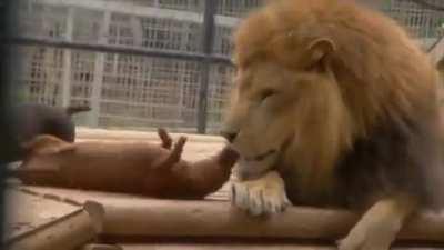 Все любят котиков, даже крысы.