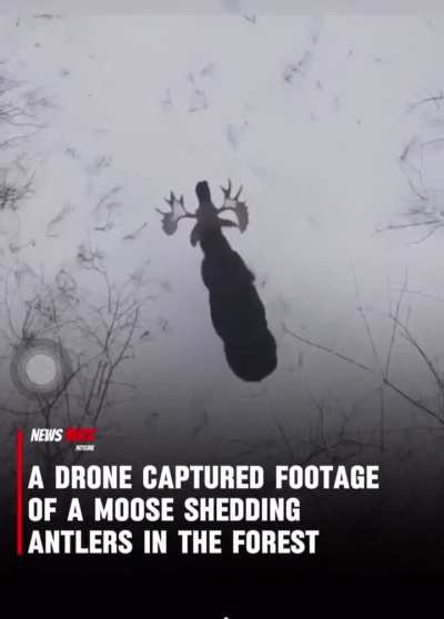 Footage of a Moose Shedding Antlers in the Forest!!