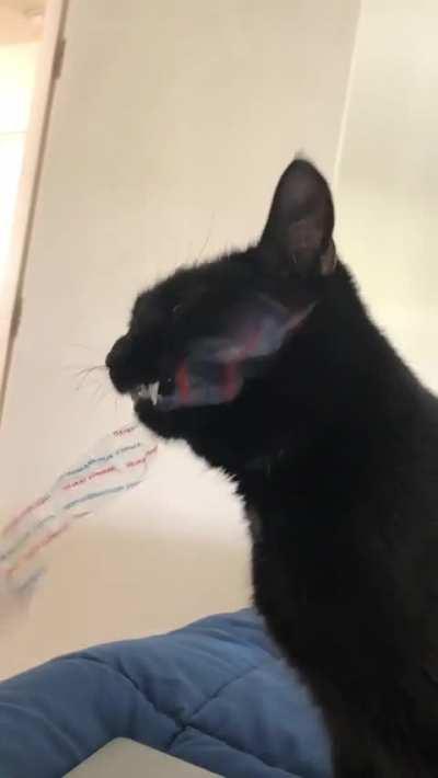 mmmm crunchy plastic