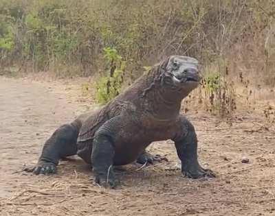 Komodo dragon swallows a whole goat in seconds