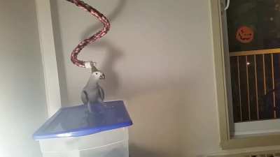 [OC] Looking dapper on demand