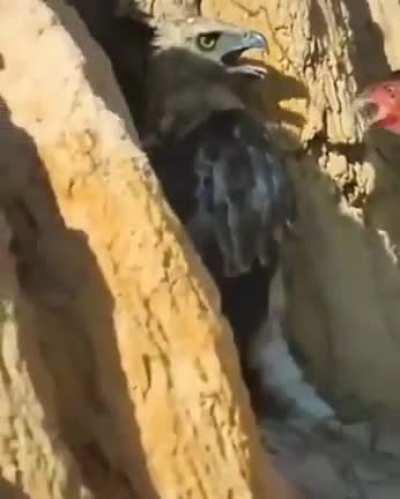 Орёл vs Петух